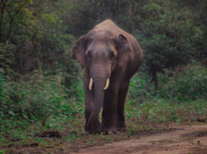 Oldest National Park of India