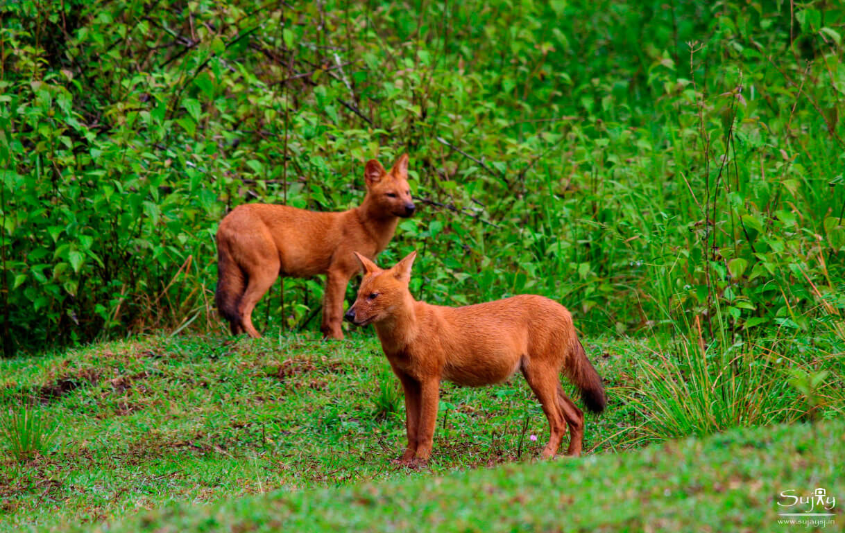 Nagarhole National Park Karnataka