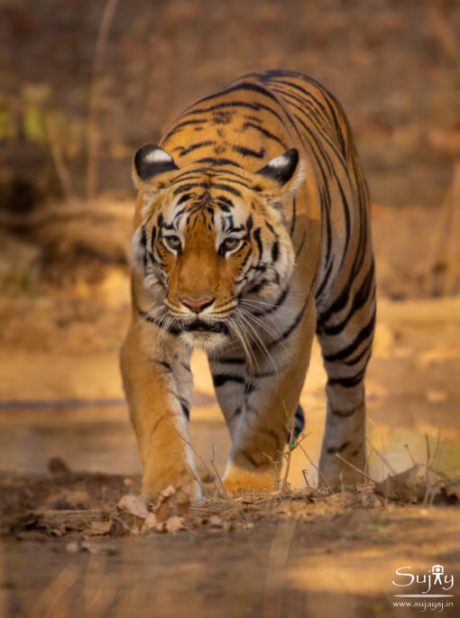 Pench Tiger Reserve MP