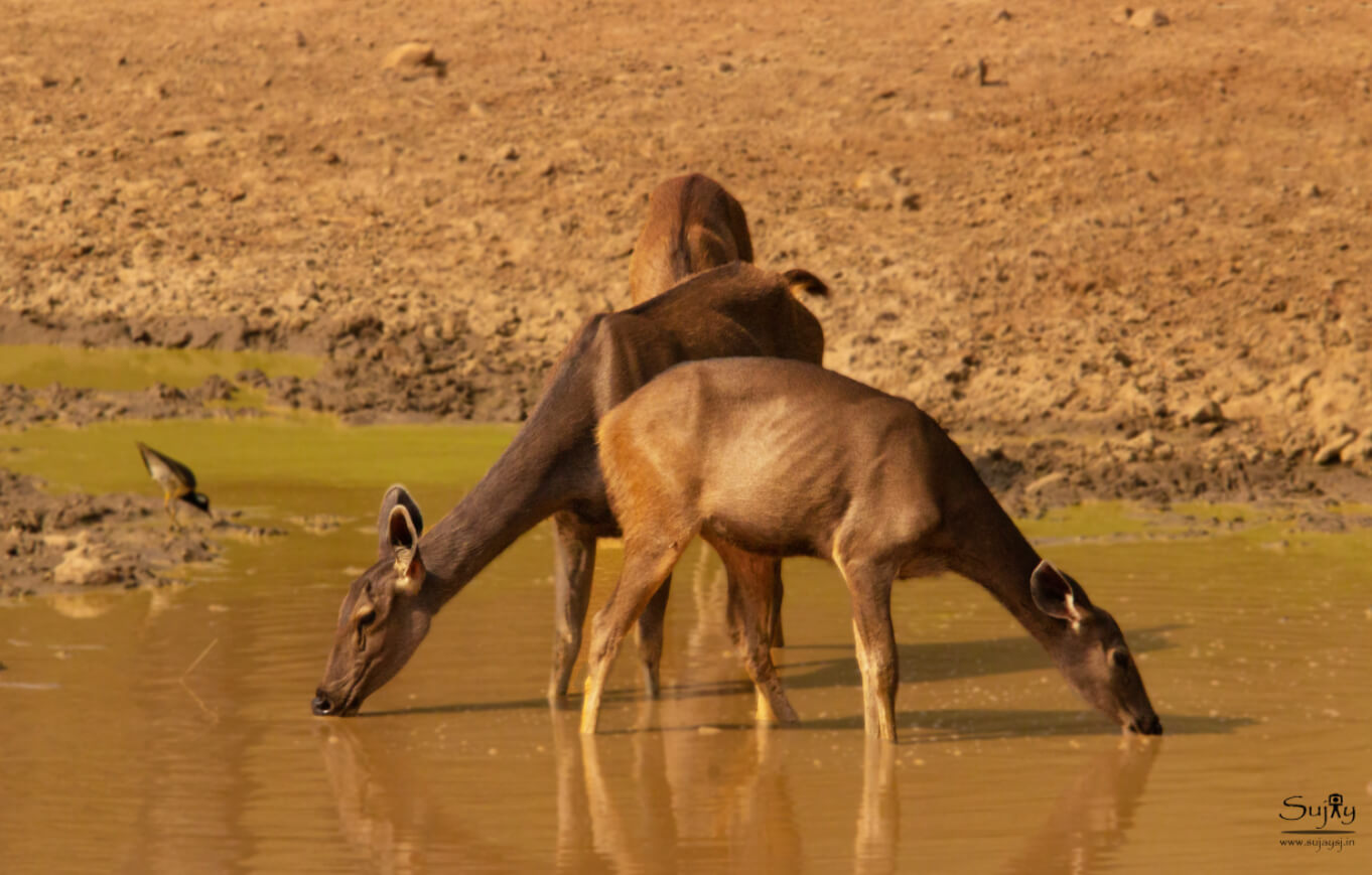 Tadoba Tiger Reserve Maharashtra