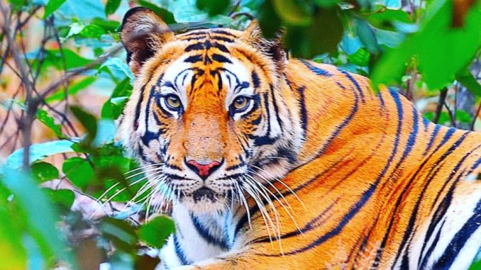 sanjay-dubri-tiger-reserve Sanjay Dubri Tiger Reserve