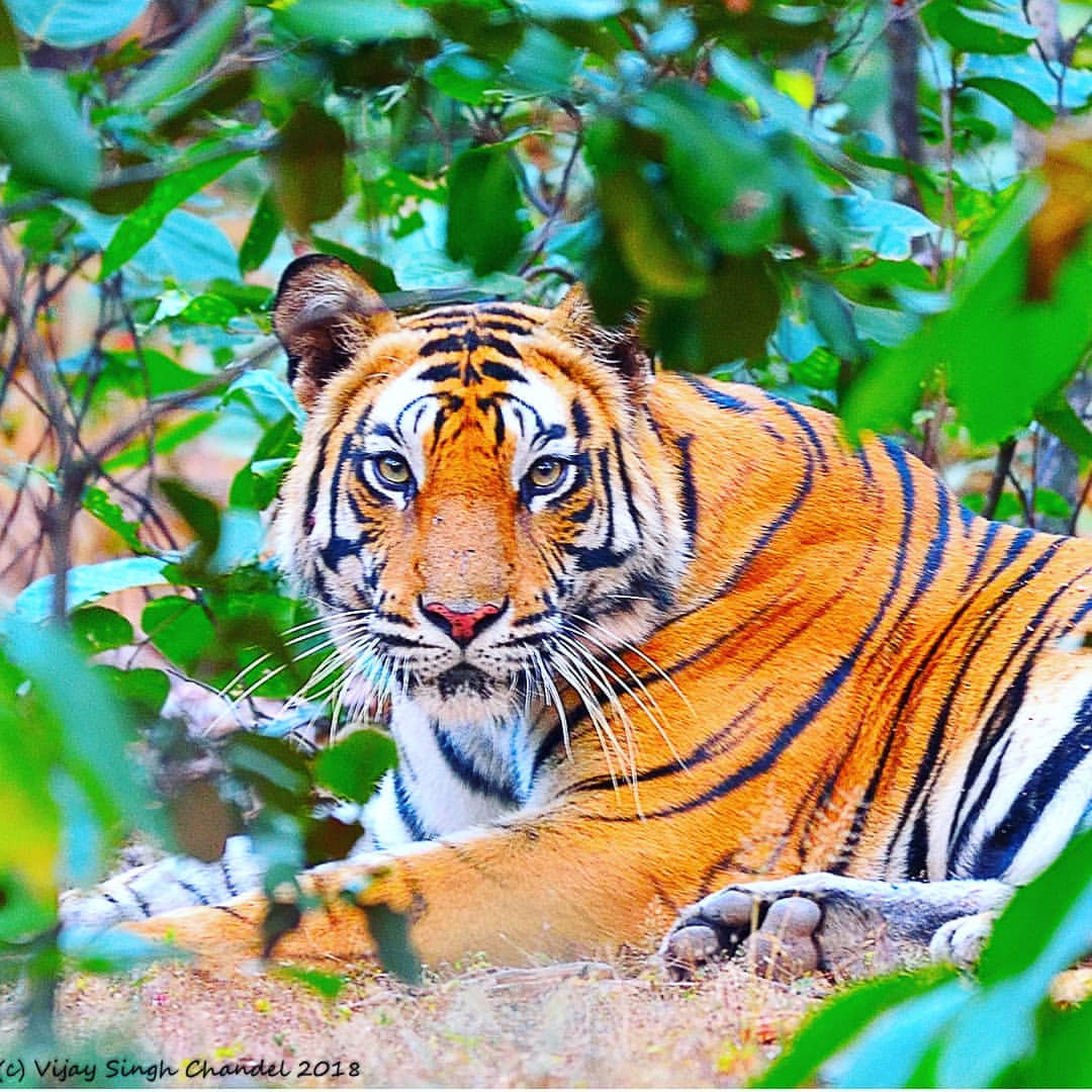 Sanjay National Park | Sanjay Dubri Tiger Reserve