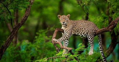 Top 10 National Parks for Wildlife Photography in 2019 National Parks for Wildlife Photography