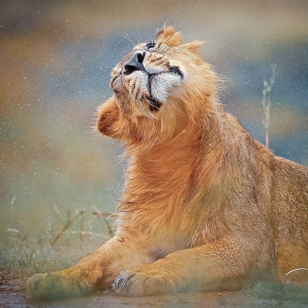 Asiatic Lion Cub Gir National Park
