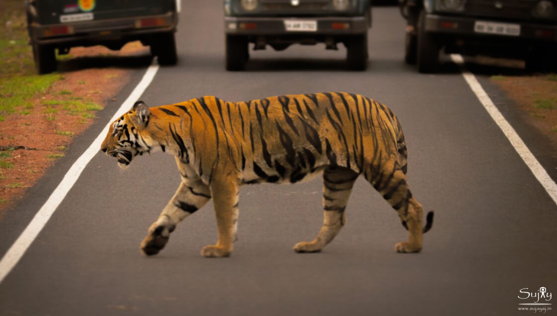 Tiger Reserve - Tadoba Tiger Reserve