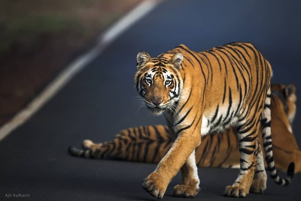 Bengal Tiger Big Cat