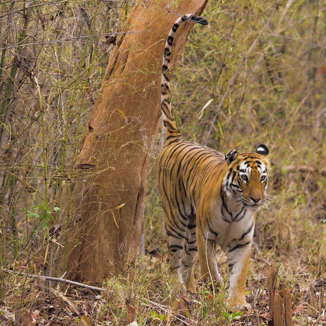 Interesting Facts about the Majestic Royal Bengal Tigers at the Tadoba Tiger  Reserve