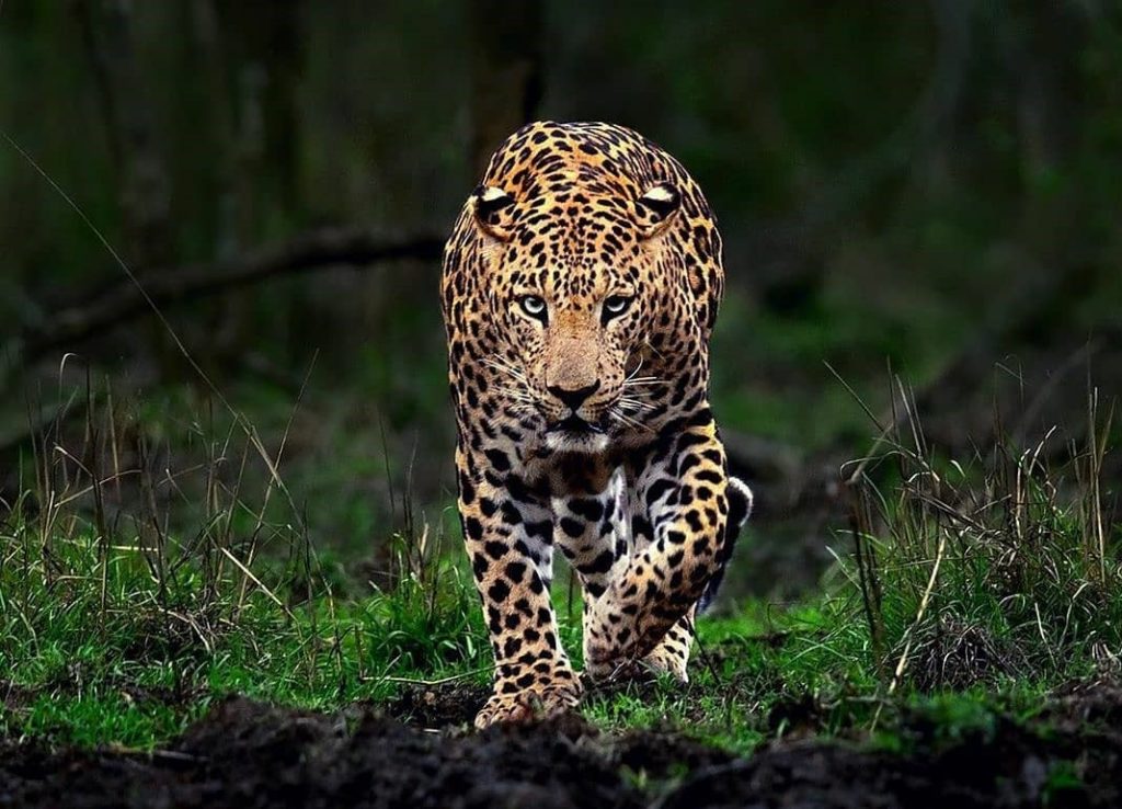 leopard tours india