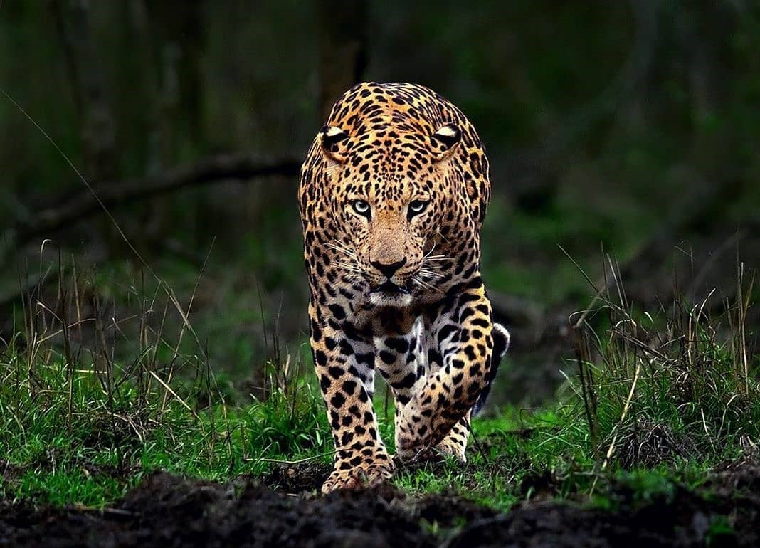 Indian Leopard