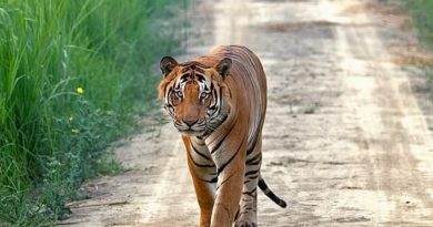 Dudhwa National Park – A Myriad Beauty Dudhwa National Park and Tiger Reserve