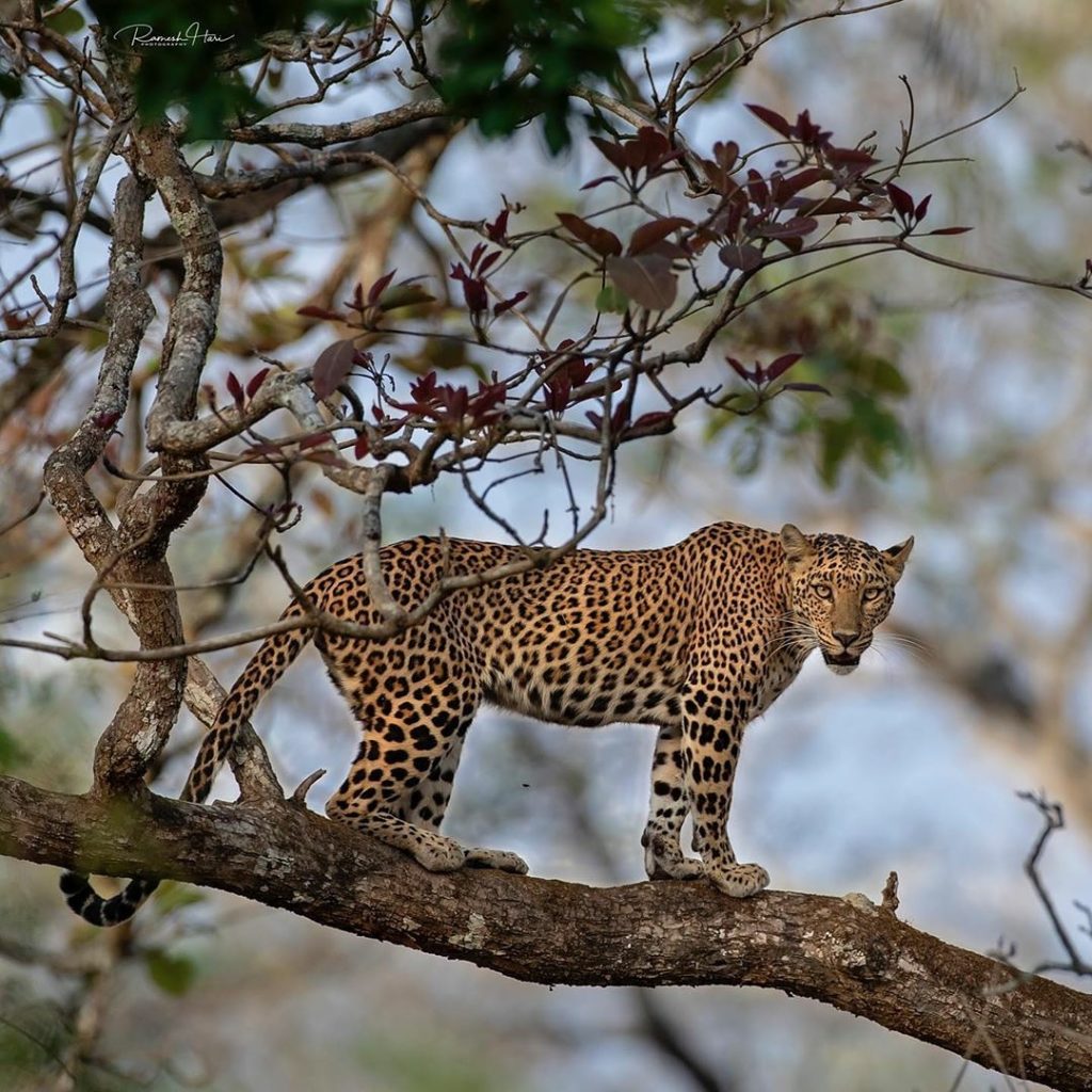 Indian Leopard on a Tree