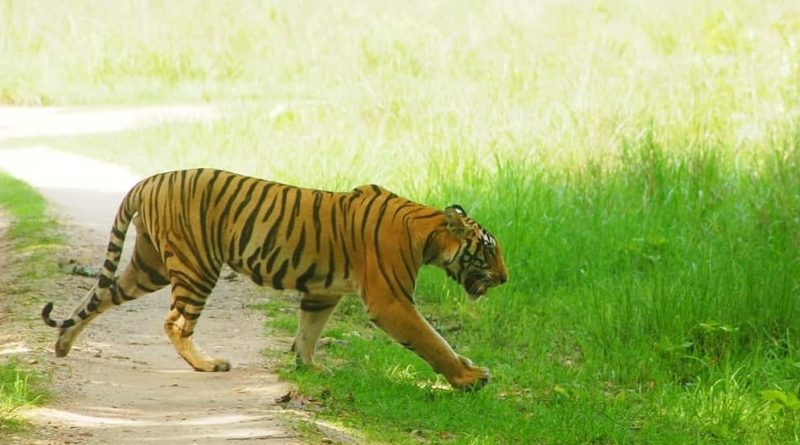 Project Tiger In India | Everything about Tiger Conservation (NTCA)