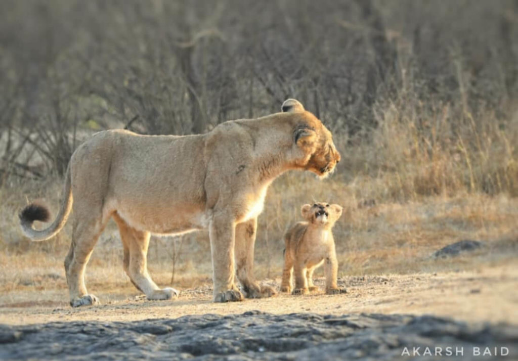 Asiatic Lion with cub