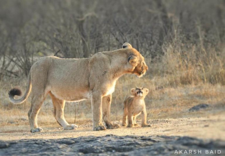 Asiatic Lion Interesting facts, diet, habitat, Threats, & Population