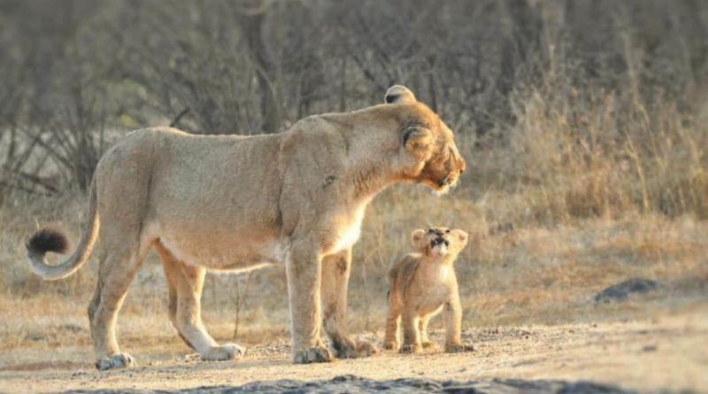 Asiatic Lion - Interesting facts, diet, habitat, Threats, & Population