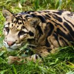 Clouded Leopards in India