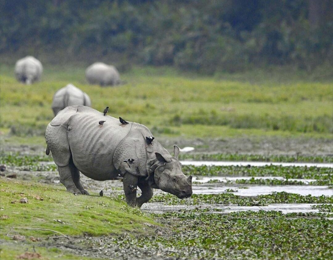 Endangered One-Horned Rhino