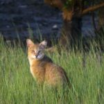 Jungle Cats India