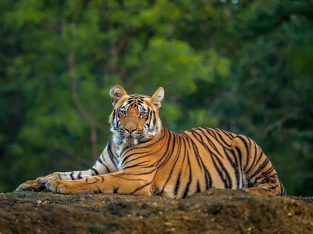 wild tiger safari india