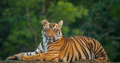 Wildlife Safari in the Indian Jungle | Tiger Safari India Wildlife Safari in India