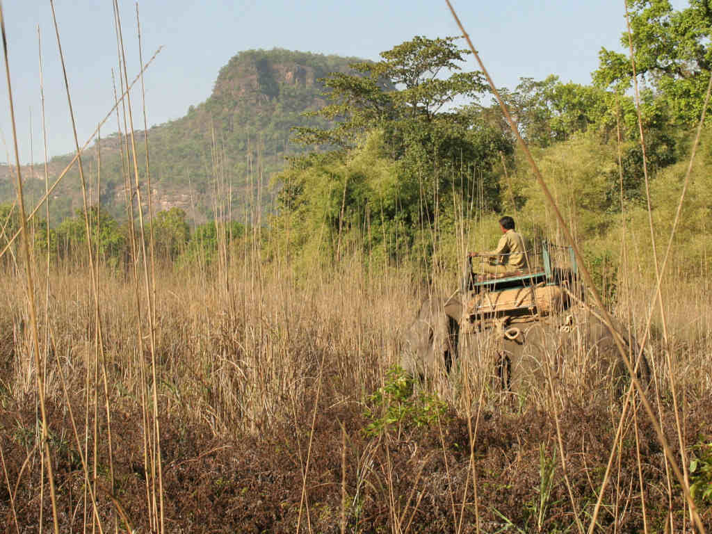 Elephant Safari