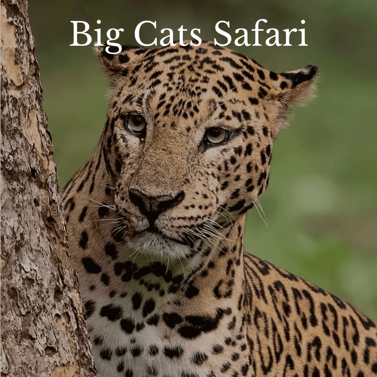 Big Cats Safari India