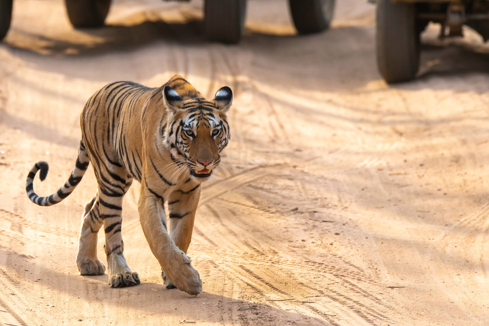 Pench tiger safari