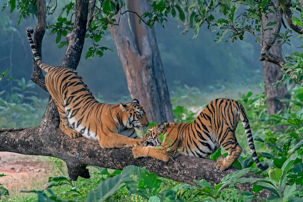 Tiger Safari Tours - Best Wildlife Safari Packages in India