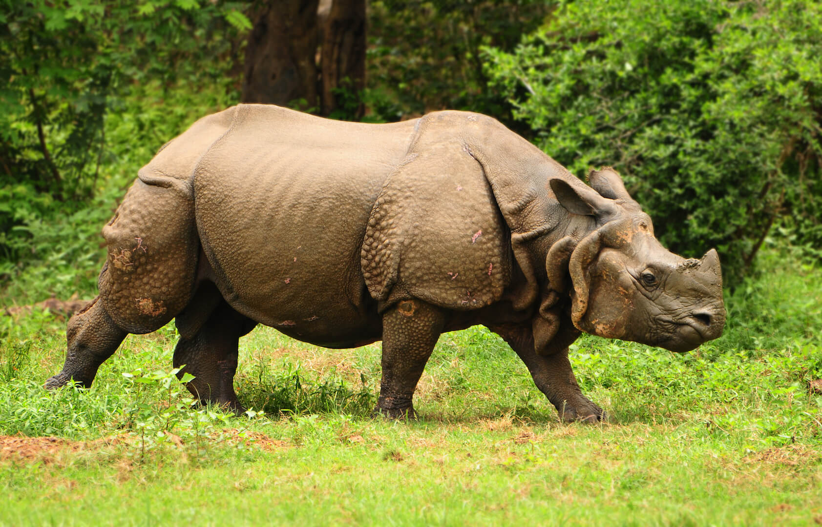 Big Five of Kaziranga