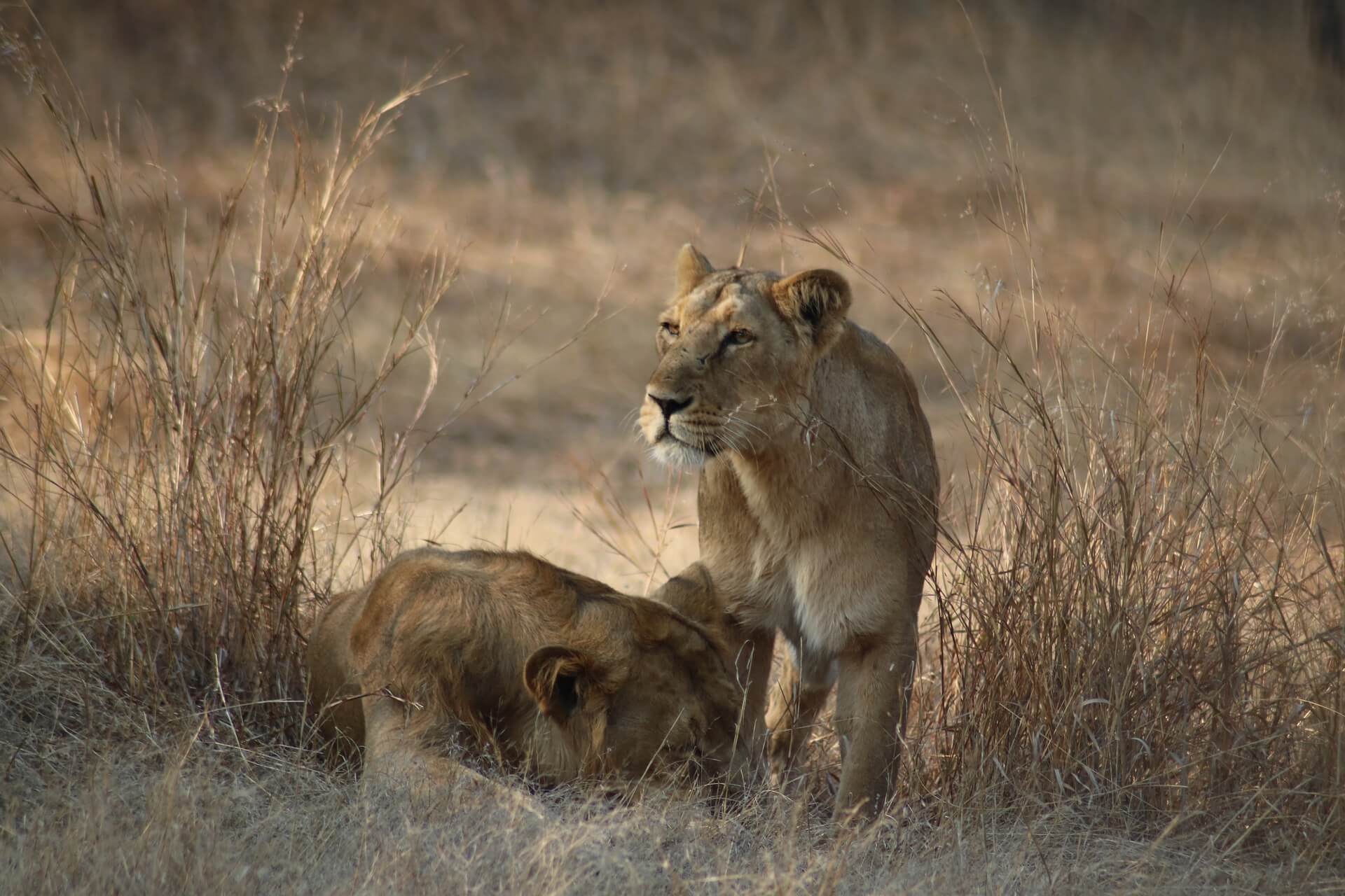 Asiatic Lion