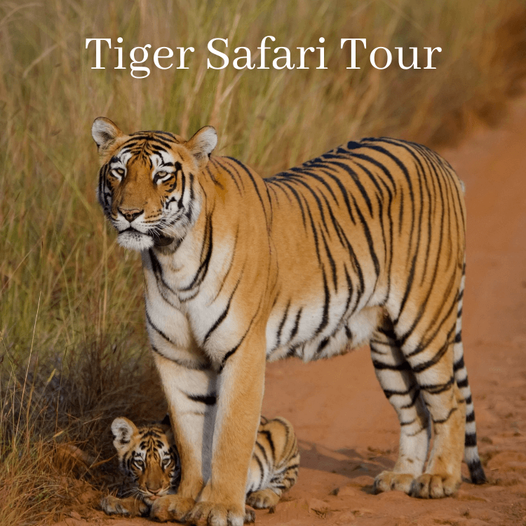 Tiger Safari Tours in India