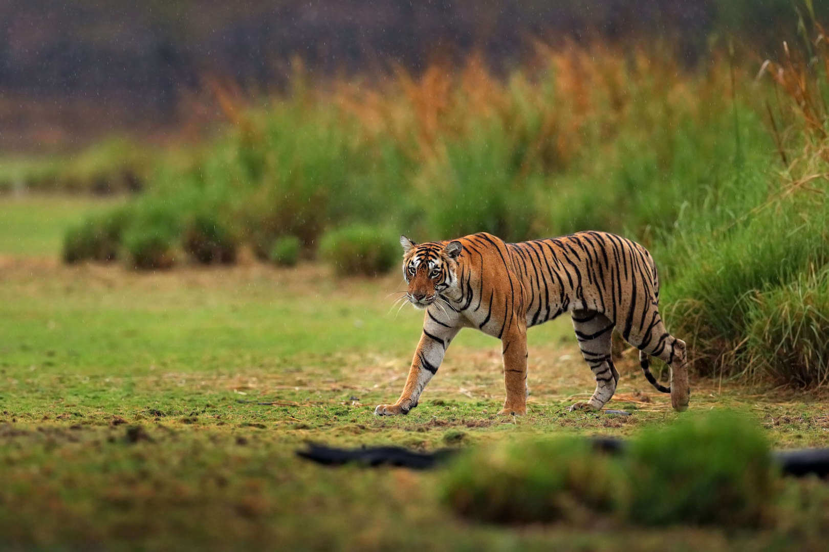 Tiger Safari Packages India