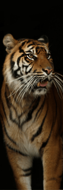 pench tiger safari booking
