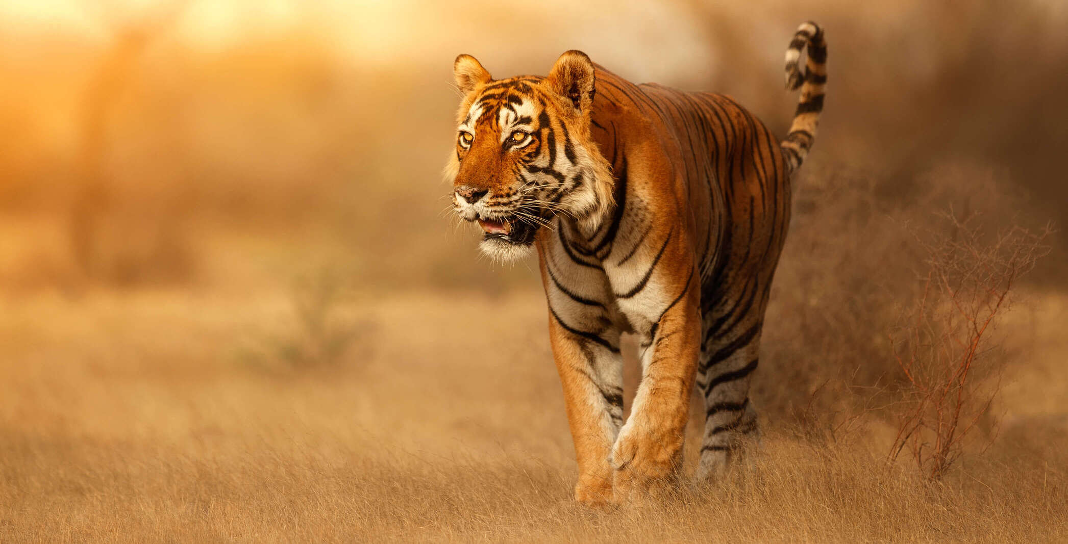 Wildlife Safari Tour Packages India