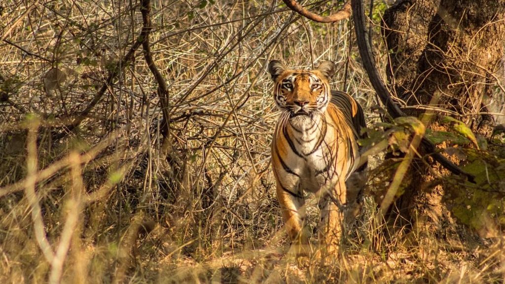 Tiger At Bor Tiger Reserve