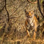 Tiger At Bor Tiger Reserve