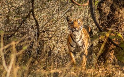 Bor Tiger Reserve & Wildlife Sanctuary – Safari Booking and Charges