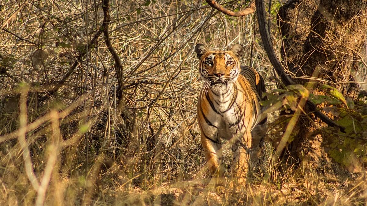 Tiger At Bor Tiger Reserve