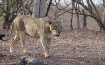 Asiatic Lion of Gujarat – A Fight Back Story