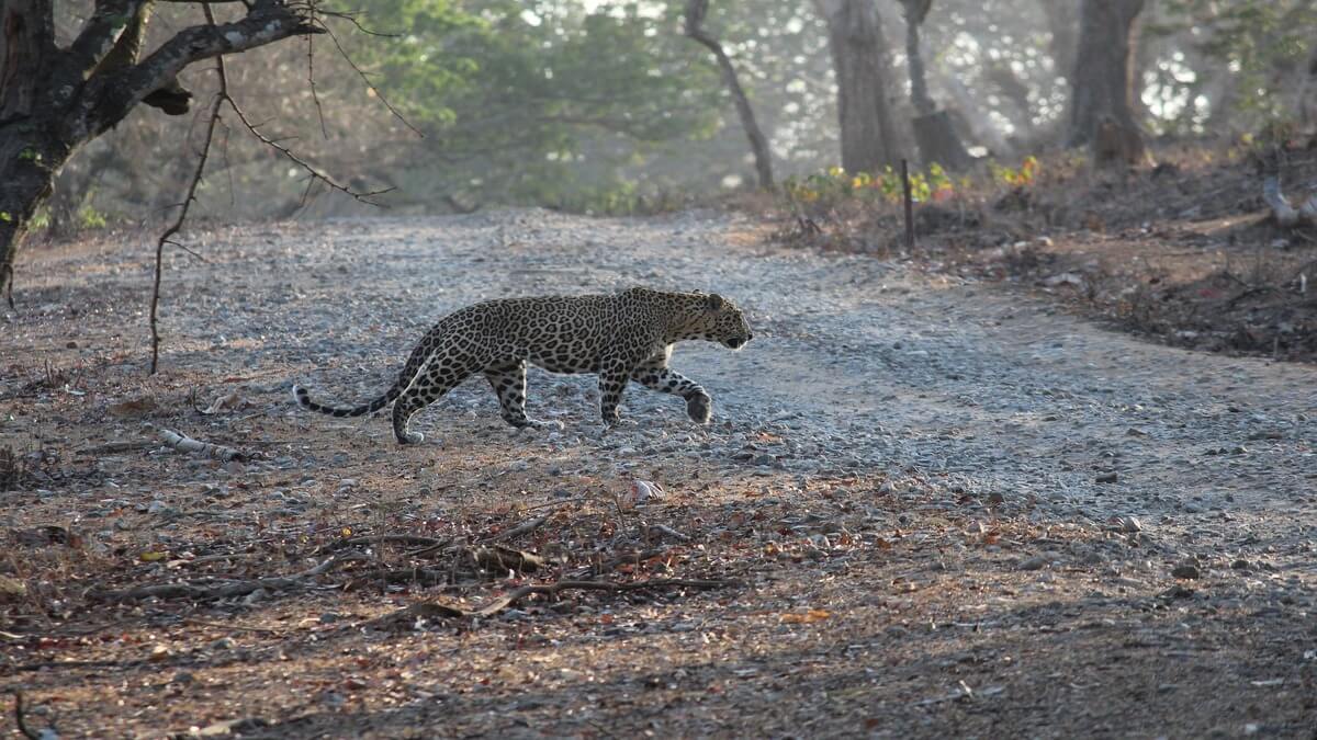 Indian Leopard - Big Cats India