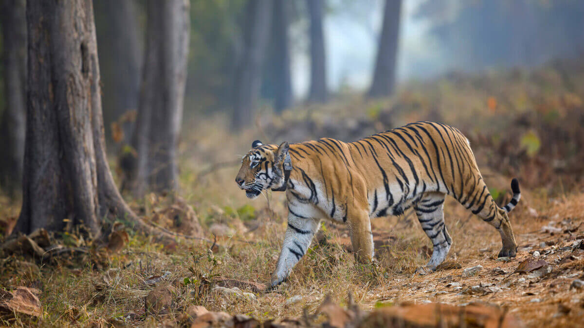 Pench-Tadoba-Tiger-Tour