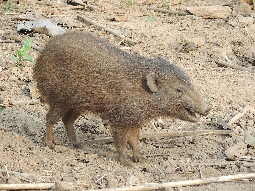 pygmy hog, Assam