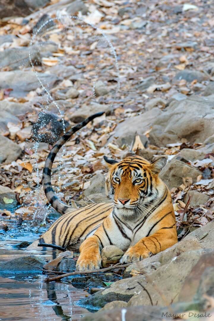 Ranthanbore National Park