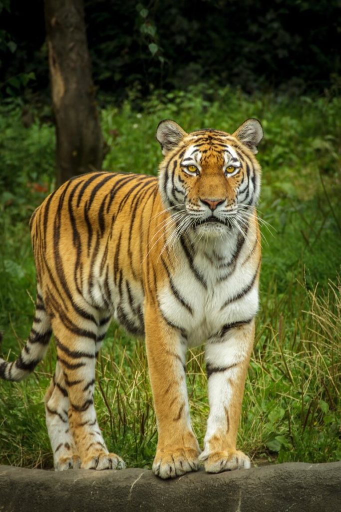 Royal Bengal Tiger Information
