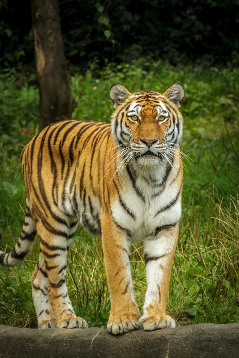 The Royal Bengal Tiger