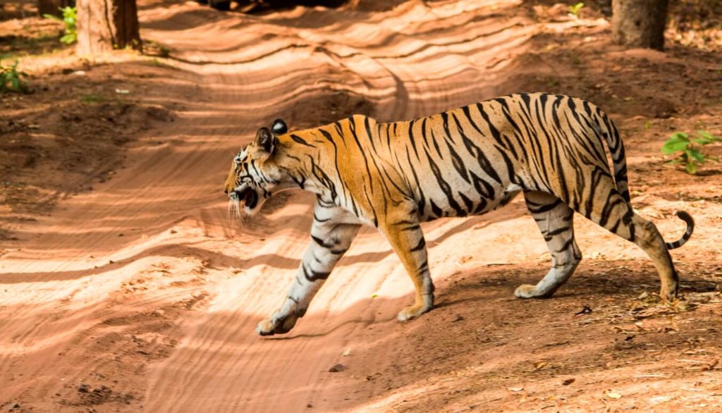 Bandhavgarh Tiger Reserves India