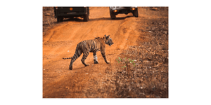 Cubs in Tadoba Budget Safari