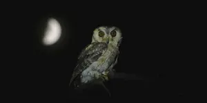 Jim Corbett Birds