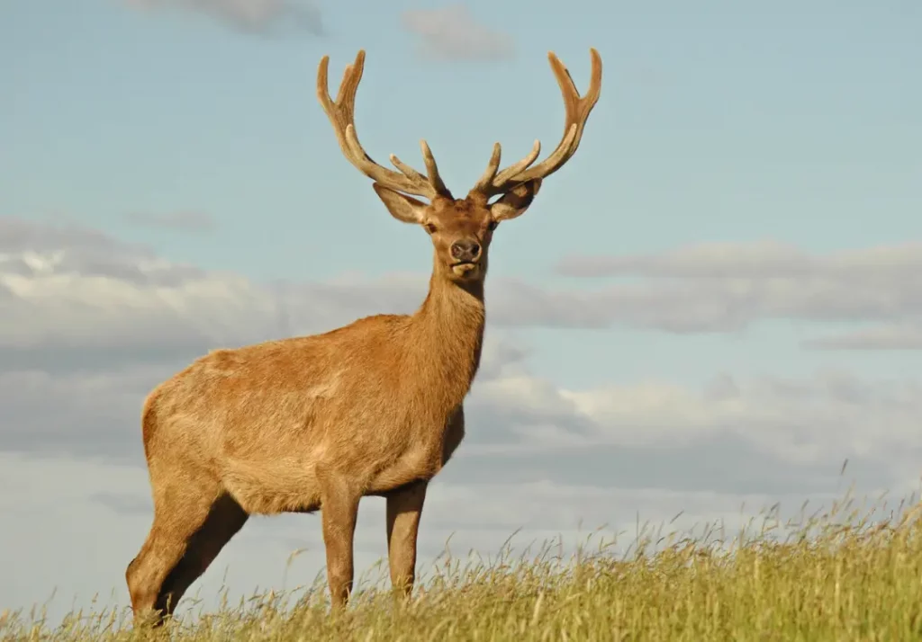 A subspecies of Central Asian red deer is the kashmir stag
