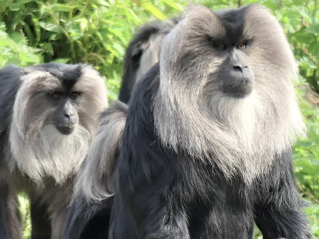 Lion Tailed Macaque is a rare wildlife specie found in India